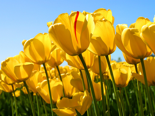 tulips_500