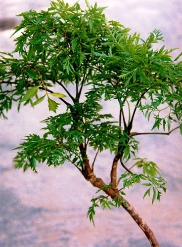 dinh-lang_500