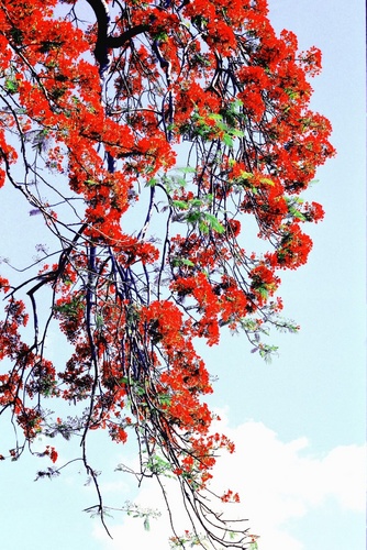 dinhthu-hoaphuong1_500