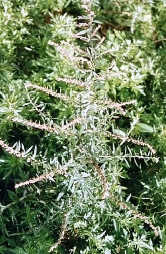 ngai-cuu_500